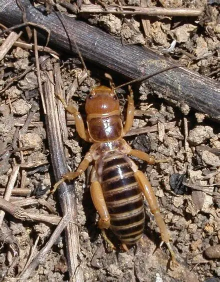 Jerusalem Crickets in Arizona: Habitat, Where They Come From & How to Get Rid of Them