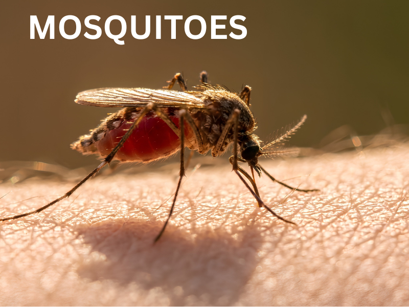 Mosquitoes